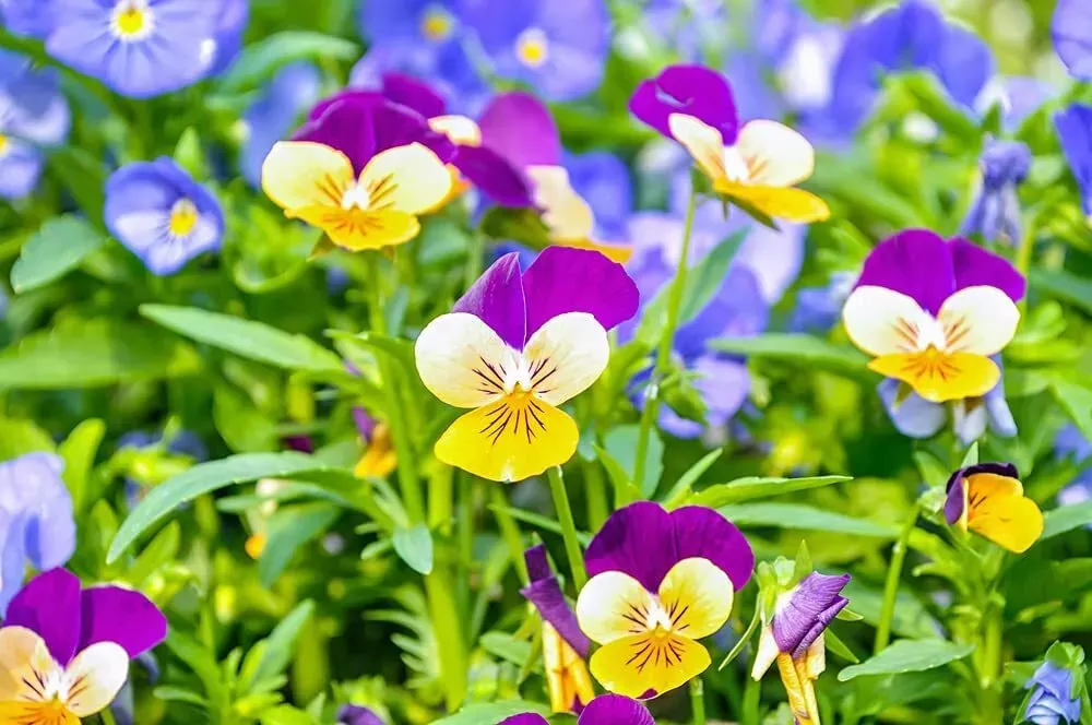 1-000-johnny-jump-up-pansy-seeds-multicolor-perennial-garden-flowers-viola-trico 1,000 Johnny Jump Up Pansy Seeds - Multicolor Perennial Garden Flowers - Viola tricolor
