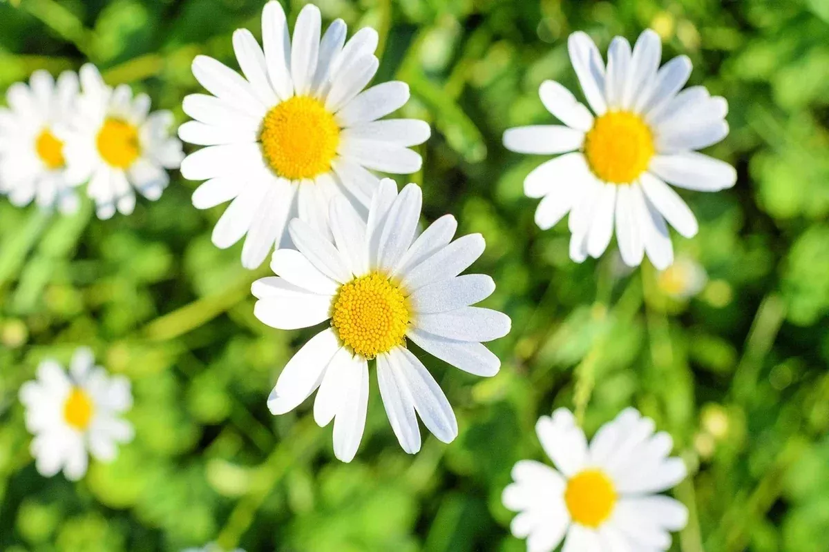 1-000-white-daisy-seeds-shasta-daisy-easy-to-grow-perennial-flower-leucanthemum- 1,000 White Daisy Seeds - Shasta Daisy - Easy to Grow Perennial Flower - Leucanthemum superbum