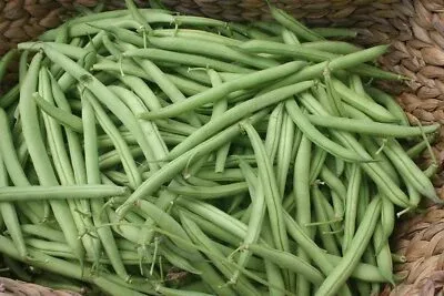 1/4 oz Provider Green Bush Bean Seeds Phaseolus vulgaris | Heirloom Stringless Snap Beans for Garden Planting