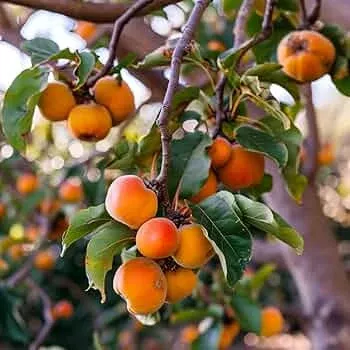 1-american-persimmon-tree-diospyros-virginiana-12-24-live-bare-root-native-fruit 1 American Persimmon Tree - Diospyros virginiana | 12–24” Live Bare Root | Native Fruit Tree for Yards & Edible Landscapes