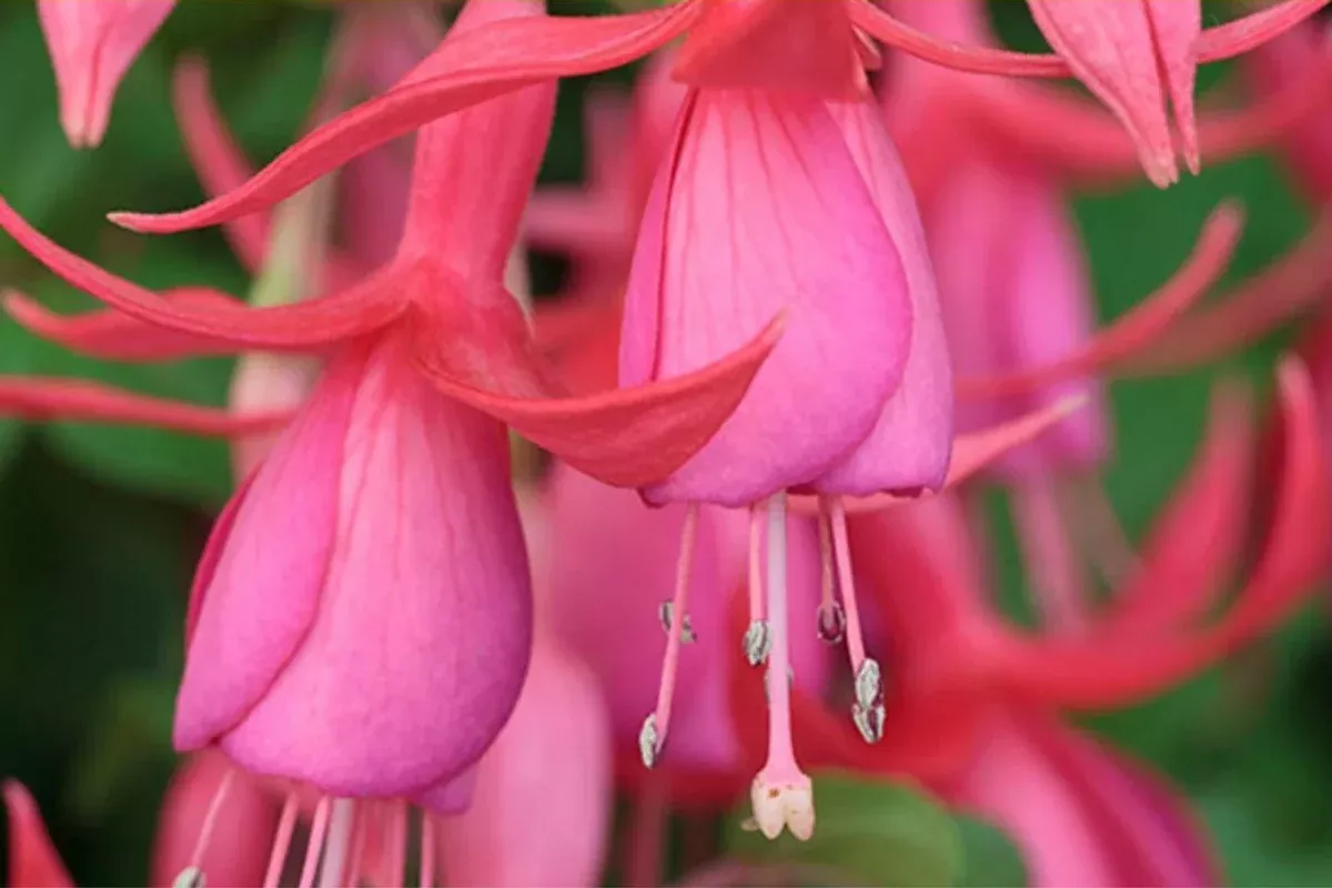 1-anthurium-andraeanum-live-plant-with-pink-fuchsia-flowers-in-4-pot-flowering-t 1 Anthurium andraeanum - Live Plant with Pink Fuchsia Flowers in 4" Pot - Flowering Tropical Houseplant