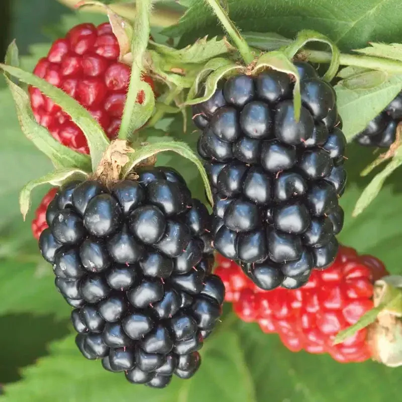 1-apache-thornless-blackberry-plant-rubus-bare-root-fruit-bush-high-yield-perenn 1 Apache Thornless Blackberry Plant - Rubus | Bare Root Fruit Bush | High-Yield Perennial Berry Plant for Home Gardens