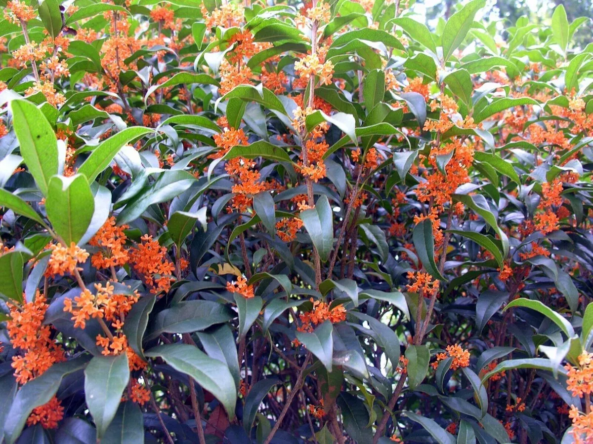 1-apricot-echo-osmanthus-fragrans-rooted-starter-plant-fragrant-tea-sweet-olive- 1 Apricot Echo Osmanthus fragrans Rooted Starter Plant - Fragrant Tea Sweet Olive Bareroot - Ideal for Garden, Fragrant Evergreen Shrub