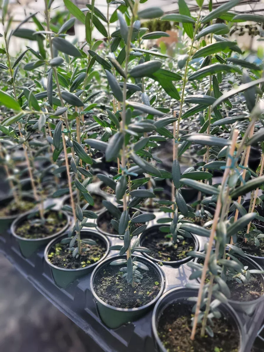 1-arbequina-olive-tree-live-in-4-inch-pot-robust-roots-10-15-inches-tall-hardy-e 1 Arbequina Olive Tree, Live in 4 Inch Pot, Robust Roots, 10-15 Inches Tall, Hardy Edible Tree