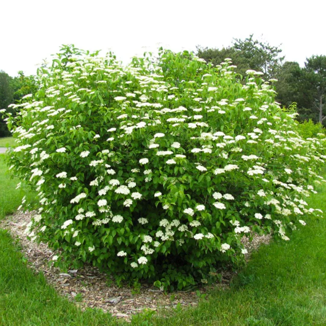 1-arrowwood-viburnum-viburnum-dentatum-live-bare-root-plant-12-14 1 Arrowwood Viburnum (Viburnum dentatum) – Live Bare Root Plant 12"-14"