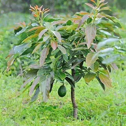 1-avocado-marcus-tree-persea-americana-live-starter-plant-tropical-big-fruit-tre 1 Avocado Marcus Tree (Persea americana) Live Starter Plant – Tropical Big Fruit Tree Exotic 1-2′