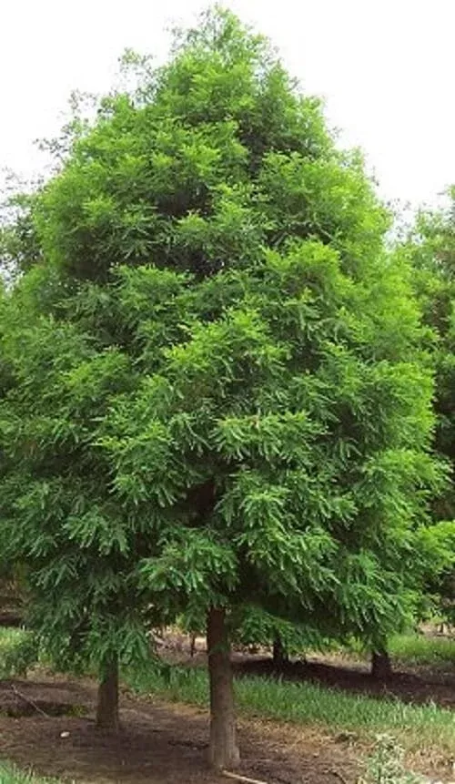 1-bald-cypress-tree-taxodium-distichum-live-bare-root-plant-2-3-feet 1 Bald Cypress Tree (Taxodium distichum) – Live Bare Root Plant 2-3 Feet