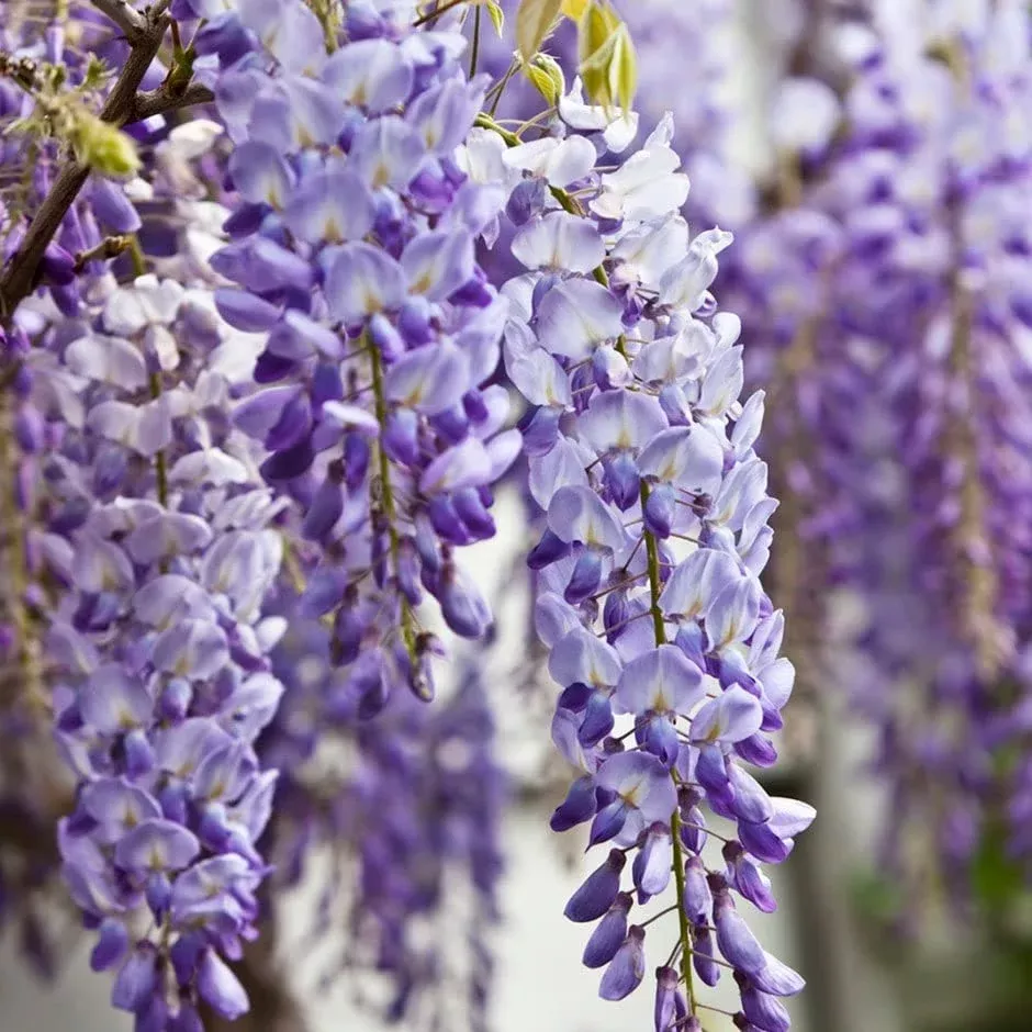 1-bare-root-blue-chinese-wisteria-tree-1-2-ft-tall-live-plant-wisteria-sinensis- 1 Bare Root Blue Chinese Wisteria Tree, 1-2 Ft Tall Live Plant, Wisteria sinensis, Ready to Plant