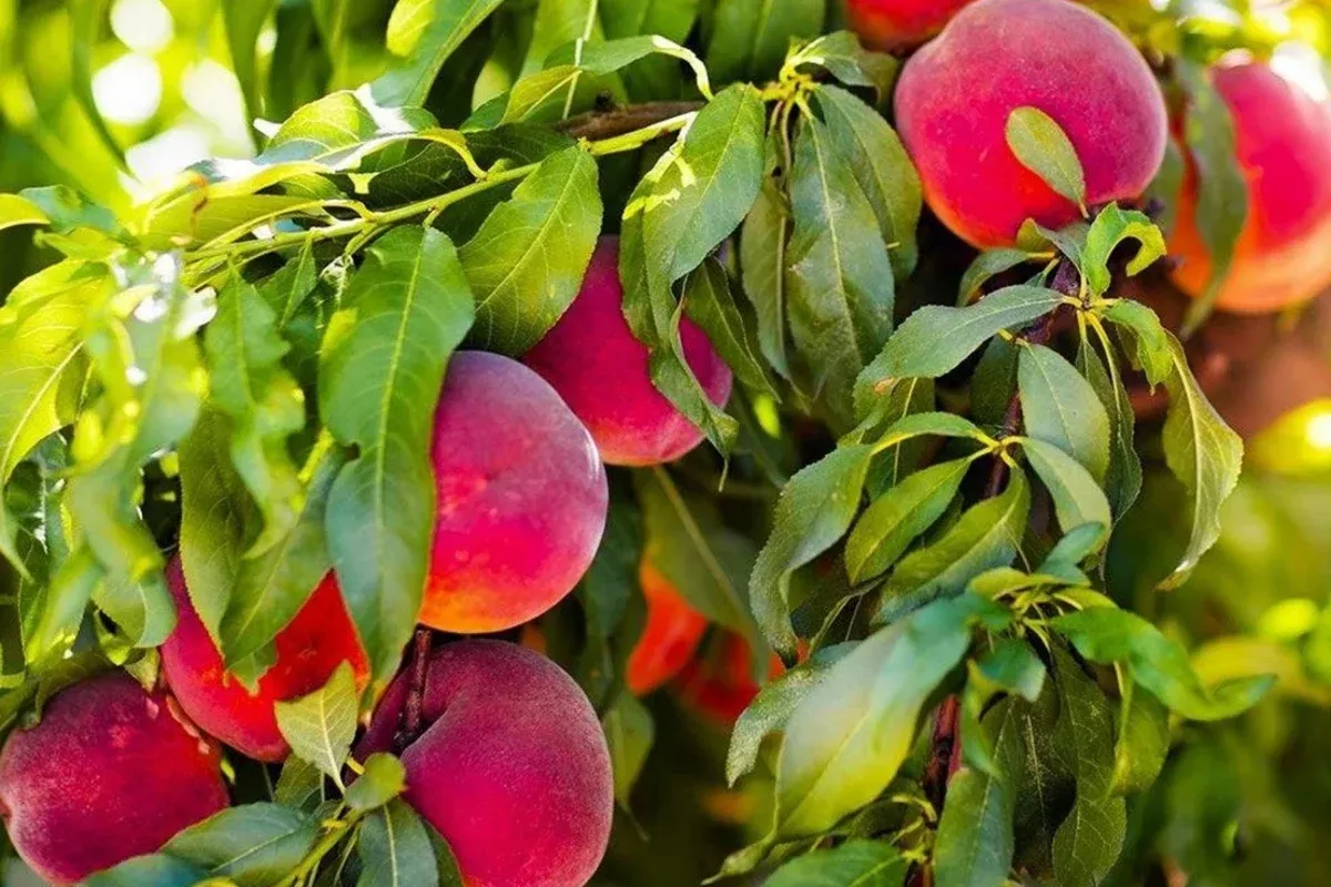 1-bare-root-red-skin-peach-tree-prunus-persica-2-3-ft-tall-live-fruit-tree-ready 1 Bare Root Red Skin Peach Tree (Prunus persica) 2-3 Ft Tall Live Fruit Tree Ready to Plant