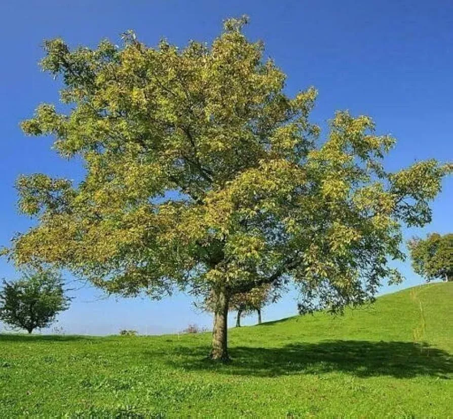 1-black-walnut-tree-juglans-nigra-12-24-live-bare-root-plant-hardy-native-nut-tr 1 Black Walnut Tree - Juglans nigra | 12–24” Live Bare Root Plant | Hardy Native Nut Tree for Shade & Edible Landscapes