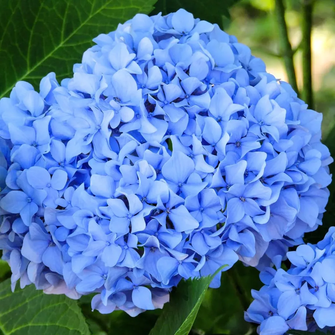 1-blue-hydrangea-plant-hydrangea-macrophylla-3-8-tall-fully-rooted-cutting-live- 1 Blue Hydrangea Plant (Hydrangea macrophylla) 3-8" Tall, Fully Rooted Cutting, Live Garden Shrub, Beautiful Flowers, Indoor/Outdoor Plant