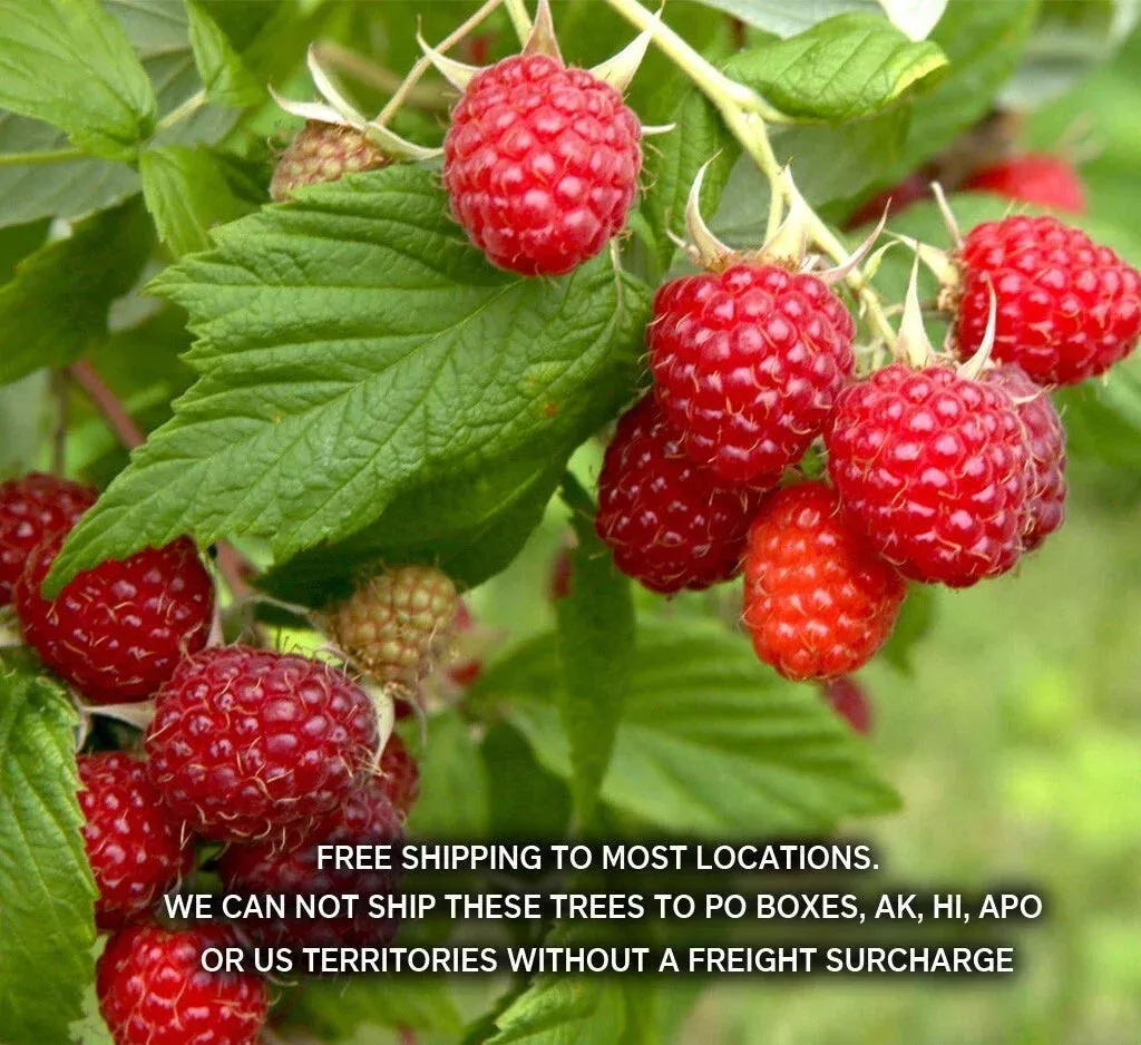 1-boyne-early-season-red-raspberry-potted-plants-1-2-year-old-rubus-idaeus 1 Boyne Early Season Red Raspberry Potted Plants - 1-2 Year Old - Rubus idaeus