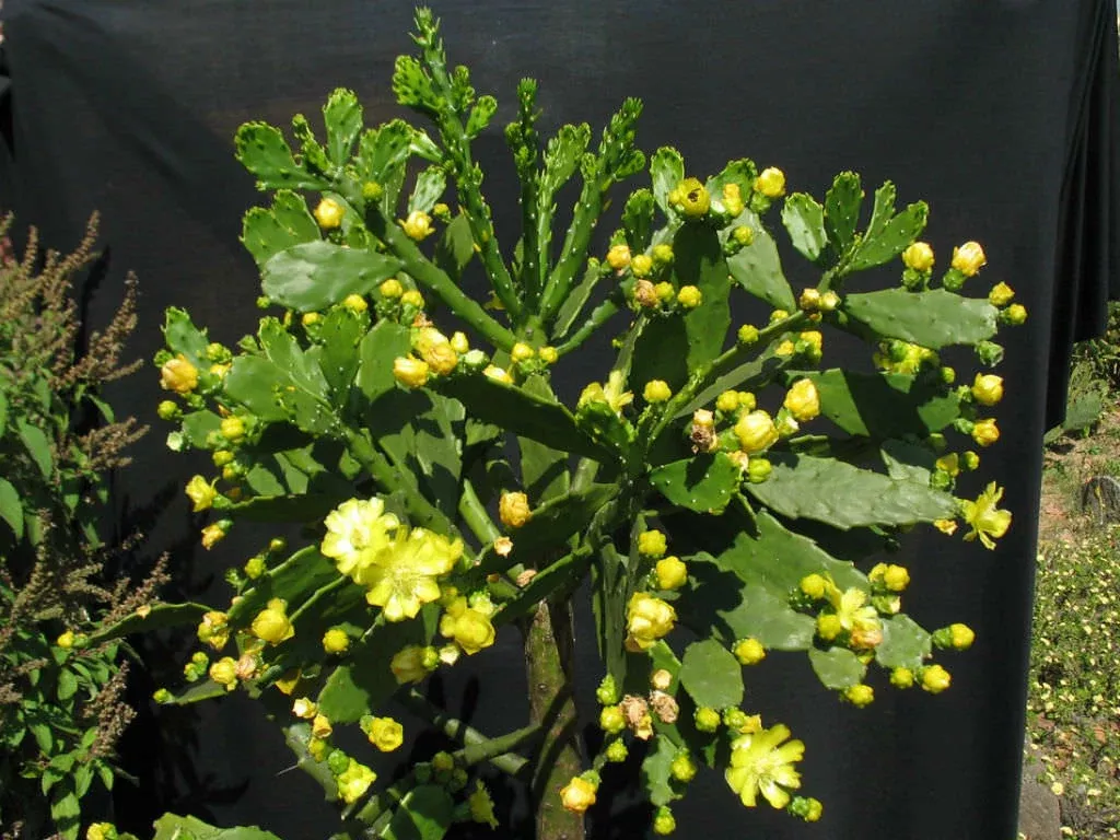 1-brasiliopuntia-brasiliensis-brazilian-prickly-pear-unrooted-cutting-1-2-treeli 1 Brasiliopuntia brasiliensis (Brazilian Prickly Pear) Unrooted Cutting 1-2" – Treelike Cactus for Propagation, Gardening & Xeriscaping