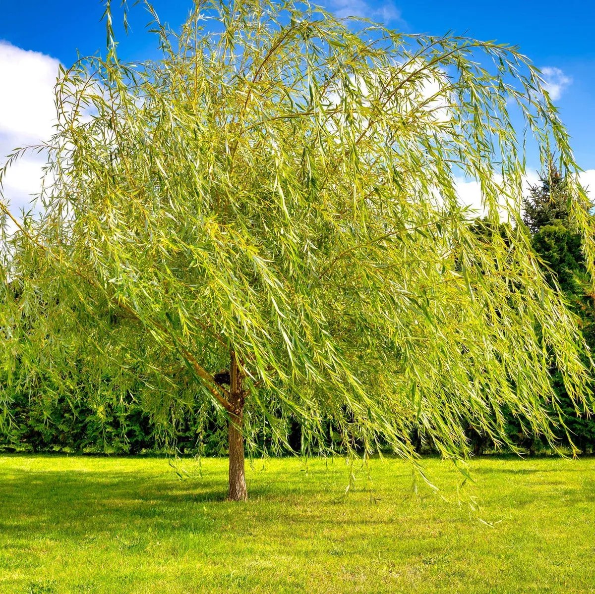 1-bright-green-weeping-willow-tree-salix-babylonica-14-24-bare-root-fast-growing 1 Bright Green Weeping Willow Tree - Salix babylonica | 14-24" Bare Root | Fast-Growing Shade Tree for Landscaping