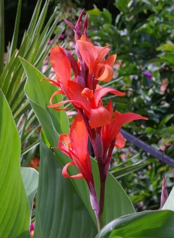 1-canna-bulb-edulis-ker-gawl-bare-root-live-plant-ready-to-plant-tropical-orname 1 Canna Bulb Edulis Ker Gawl - Bare Root Live Plant - Ready to Plant, Tropical Ornamental Plant