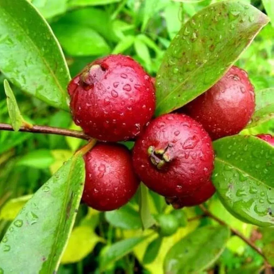 1-cattley-strawberry-guava-psidium-cattleianum-seedlings-7-12-tropical-fruit-edi 1 Cattley Strawberry Guava Psidium Cattleianum Seedlings 7"-12", Tropical Fruit, Edible Guava, Easy to Grow, Sweet & Delicious Fruit Plant