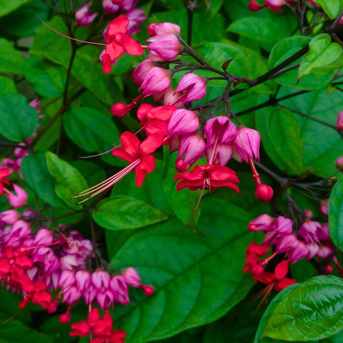1-clerodendrum-thomsoniae-red-purple-bleeding-heart-vine-live-plant-12-tall-trop 1 Clerodendrum thomsoniae - Red Purple Bleeding Heart Vine Live Plant 12" Tall - Tropical Climber, Vibrant Blooms