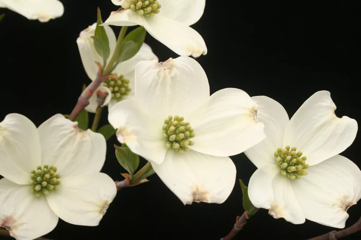 1-cornus-florida-flowering-dogwood-tree-live-bare-root-plant-2-3-feet-zones-5-9 1 Cornus florida Flowering Dogwood Tree - Live Bare Root Plant 2-3 Feet for Zones 5-9