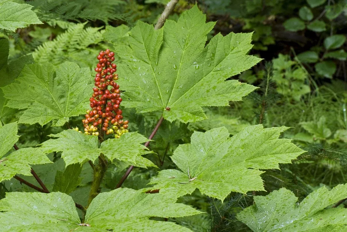 1-devil-s-club-oplopanax-horridus-live-root-alaska-wild-harvested-planting 1 Devil's Club (Oplopanax horridus) Live Root – Alaska Wild Harvested for Planting