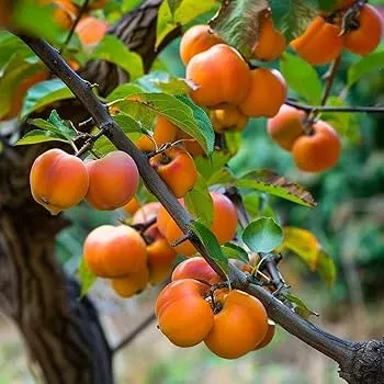 1-diospyros-virginiana-american-persimmon-tree-live-bare-root-plant-zones-4-9-ed 1 Diospyros virginiana American Persimmon Tree - Live Bare Root Plant for Zones 4-9 - Edible Fruit & Wildlife Tree 18"-24"