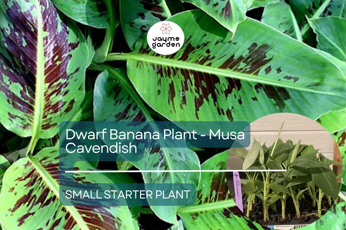 1-dwarf-banana-plant-musa-cavendish-starter-plant-cold-hardy-banana-tree-tropica 1 Dwarf Banana Plant - Musa Cavendish Starter Plant, Cold Hardy Banana Tree, Tropical Fruit for Patio, Containers, & Edible Landscapes