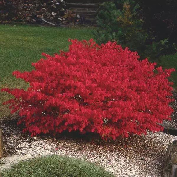 1-dwarf-burning-bush-bare-root-euonymus-alatus-hardy-shrub-vibrant-red-foliage 1 Dwarf Burning Bush Bare Root (Euonymus alatus) – Hardy Shrub for Vibrant Red Foliage