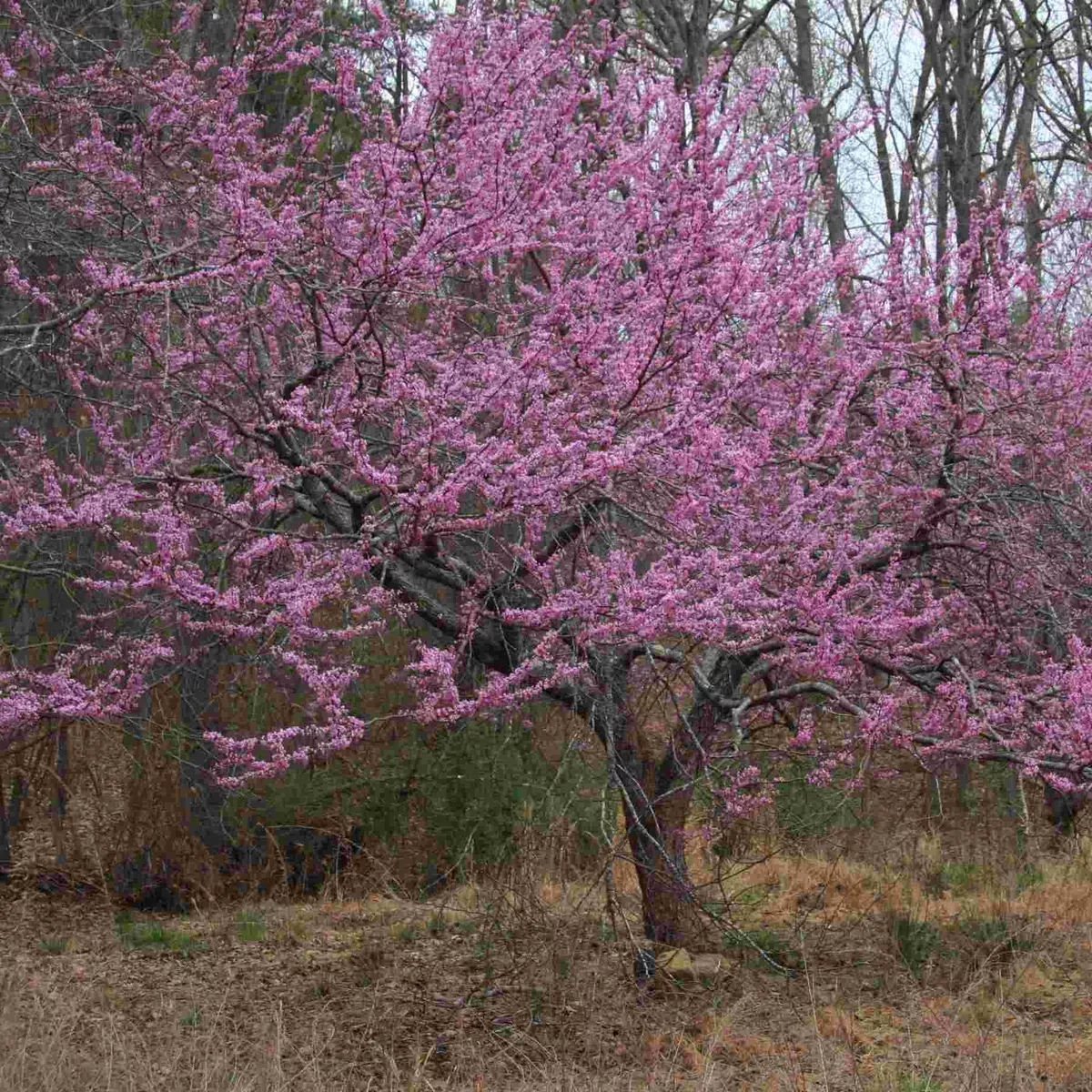 1-eastern-redbud-tree-cercis-canadensis-14-18-live-bare-root-native-flowering-tr 1 Eastern Redbud Tree - Cercis canadensis | 14–18” Live Bare Root | Native Flowering Tree for Landscape & Wildlife