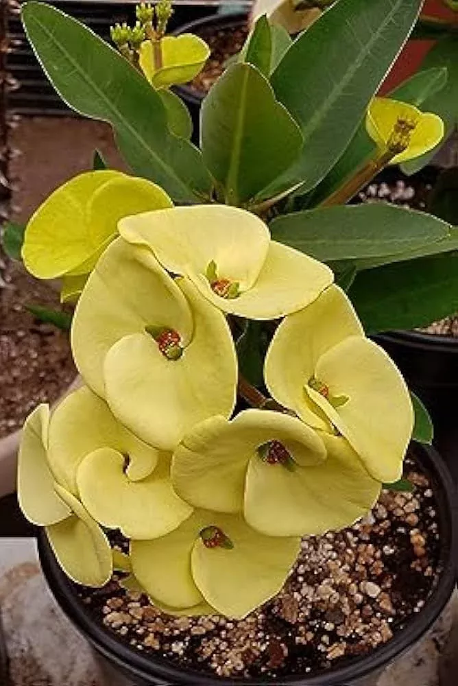 1-euphorbia-milii-yellow-crown-thorns-bare-rooted-live-plant-5-7-big-flowers-dro 1 Euphorbia milii - Yellow Crown of Thorns Bare-Rooted Live Plant 5-7" - Big Flowers, Drought-Tolerant