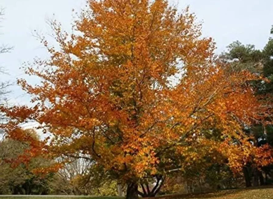 1-fagus-grandifolia-american-beech-tree-live-bare-root-plant-1-2-feet-zones-3-9 1 Fagus grandifolia American Beech Tree - Live Bare Root Plant 1-2 Feet for Zones 3-9
