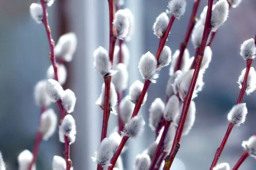 1-french-pussy-willow-shrub-salix-caprea-1-2-ft-tall-bare-root-deciduous-shrub-e 1 French Pussy Willow Shrub - Salix caprea | 1-2 ft Tall | Bare Root Deciduous Shrub | Early Blooming Landscape Plant