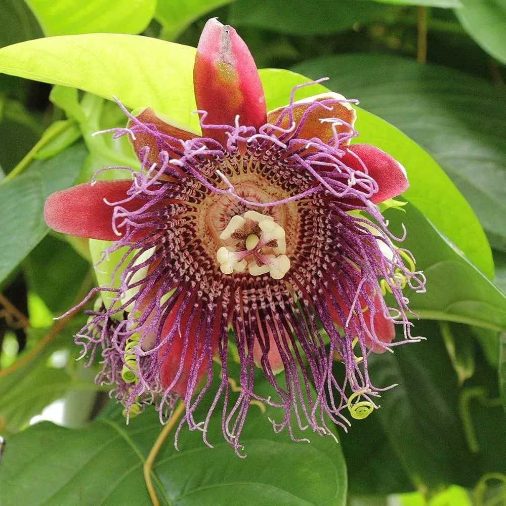 1-giant-granadilla-passion-fruit-live-starter-plant-passiflora-ligularis-sweet-t 1 Giant Granadilla Passion Fruit Live Starter Plant | Passiflora Ligularis, Sweet & Tropical Fruit, Hardy Vine for Gardens or Containers