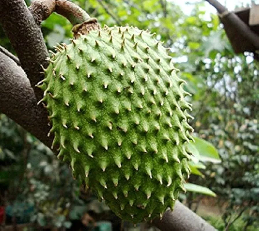 1-giant-soursop-fruit-tree-annona-muricata-live-starter-plant-3-4 1 Giant Soursop Fruit Tree (Annona muricata) Live Starter Plant – 3’-4’