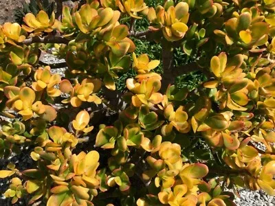 1-golden-jade-hummels-sunset-crassula-ovata-argentea-huge-branched-cutting-unroo 1 Golden Jade Hummels Sunset Crassula Ovata Argentea Huge Branched Cutting Unrooted 5" - Succulent, Jade Plant, Rare Plant Propagation