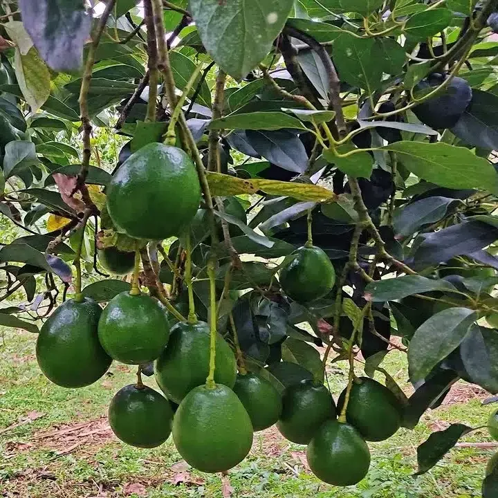 1-grafted-avocado-marcus-persea-americana-live-tropical-fruit-tree-12-24-tall-ea 1 Grafted Avocado Marcus (Persea americana) – Live Tropical Fruit Tree 12”-24” Tall, Early Fruiting, Sweet Zapote Fruit