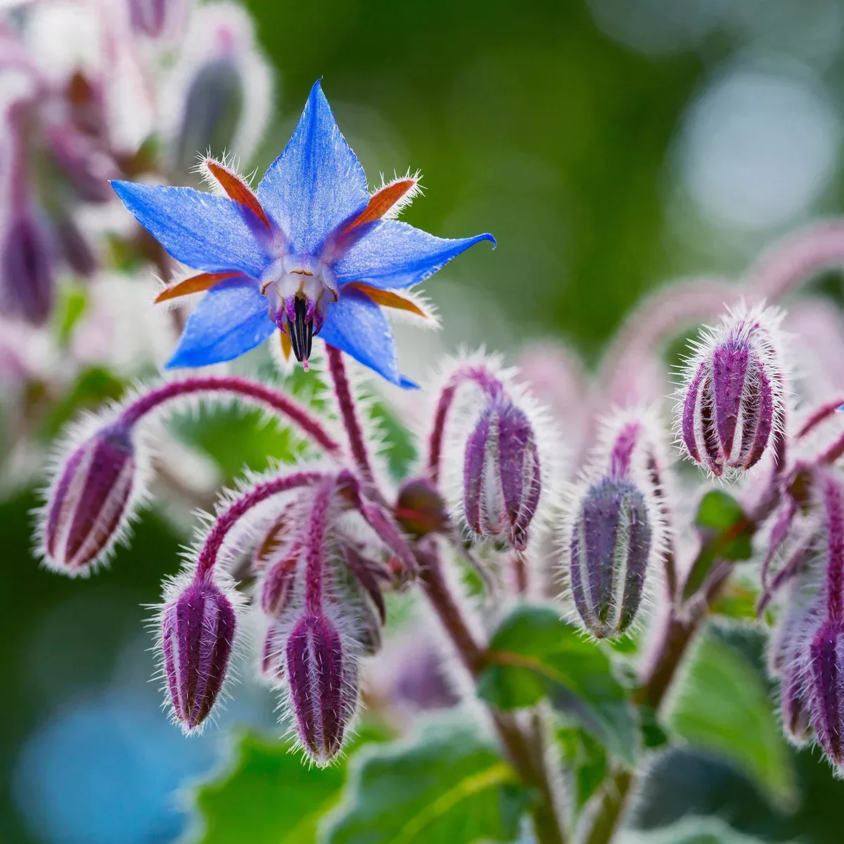 1-gram-seeds-borage-borago-officinalis-herb-planting-edible-flowers-pollinator-f 1 Gram Seeds Borage – Borago officinalis Herb for Planting | Edible Flowers, Pollinator Friendly, Easy Garden Herb