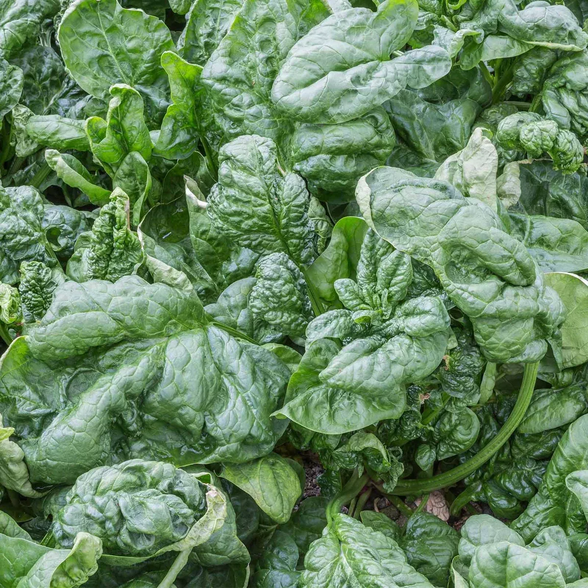 1-gram-seeds-spinach-bloomsdale-long-standing-spinacia-oleracea-heirloom-vegetab 1 Gram Seeds Spinach Bloomsdale Long Standing – Spinacia oleracea | Heirloom Vegetable Seeds for Planting & Gardening