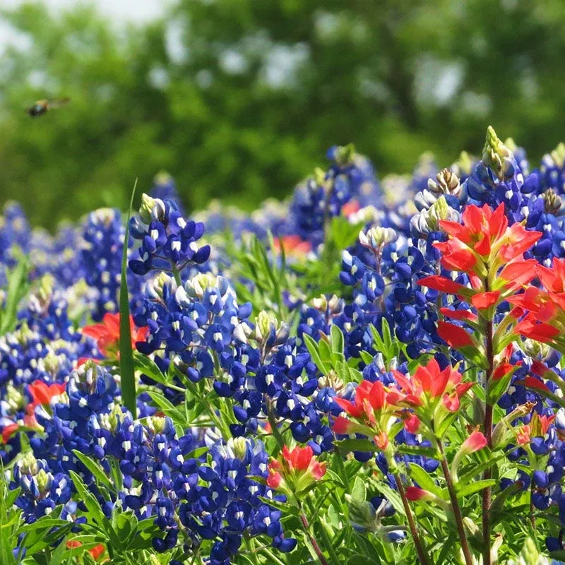 1-gram-seeds-texas-bluebonnet-lupinus-texensis-planting-iconic-wildflower-garden 1 Gram Seeds Texas Bluebonnet (Lupinus texensis) for Planting | Iconic Wildflower for Gardens, Meadows, and Pollinator Habitats
