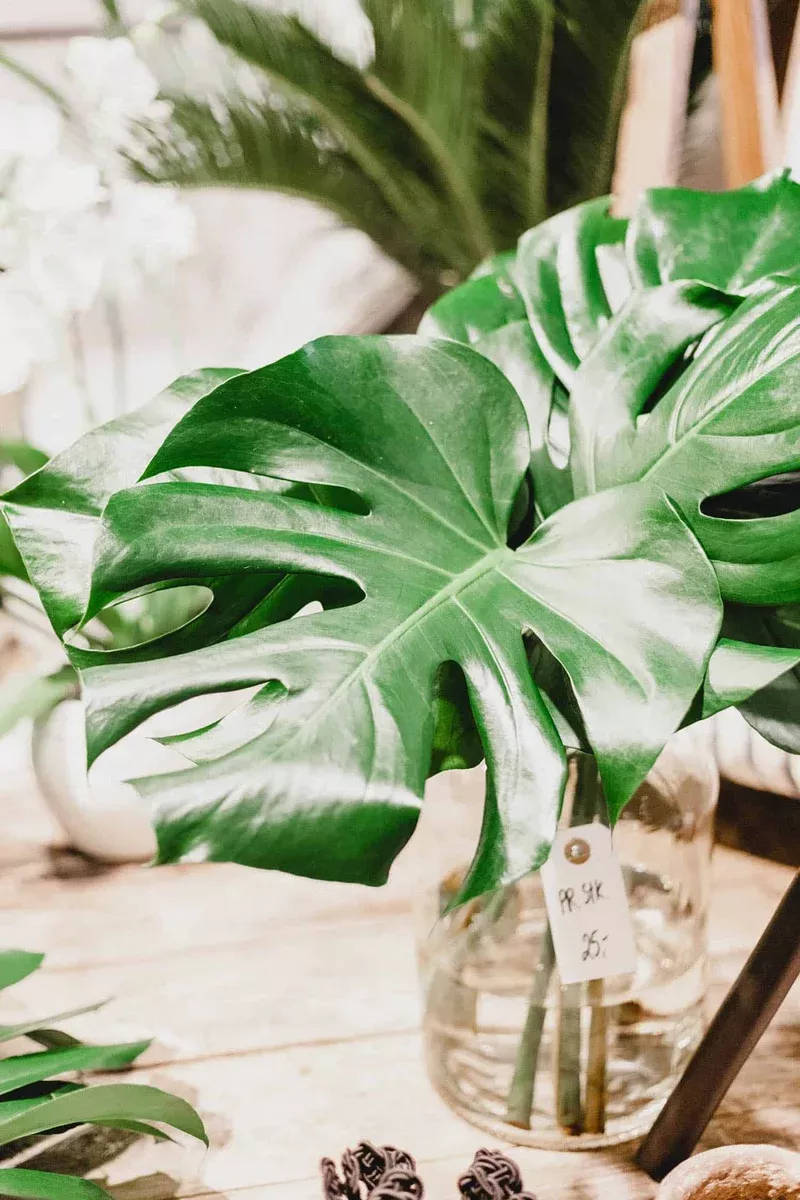 1-large-monstera-deliciosa-rooted-cutting-tropical-live-plant 1 Large Monstera Deliciosa Rooted Cutting - Tropical Live Plant