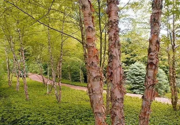 1-live-bare-root-plant-copper-river-birch-tree-betula-nigra-2-3-feet-tall-hardy- 1 Live Bare Root Plant Copper/River Birch Tree, Betula nigra, 2-3 Feet Tall, Hardy Ornamental Shade Tree
