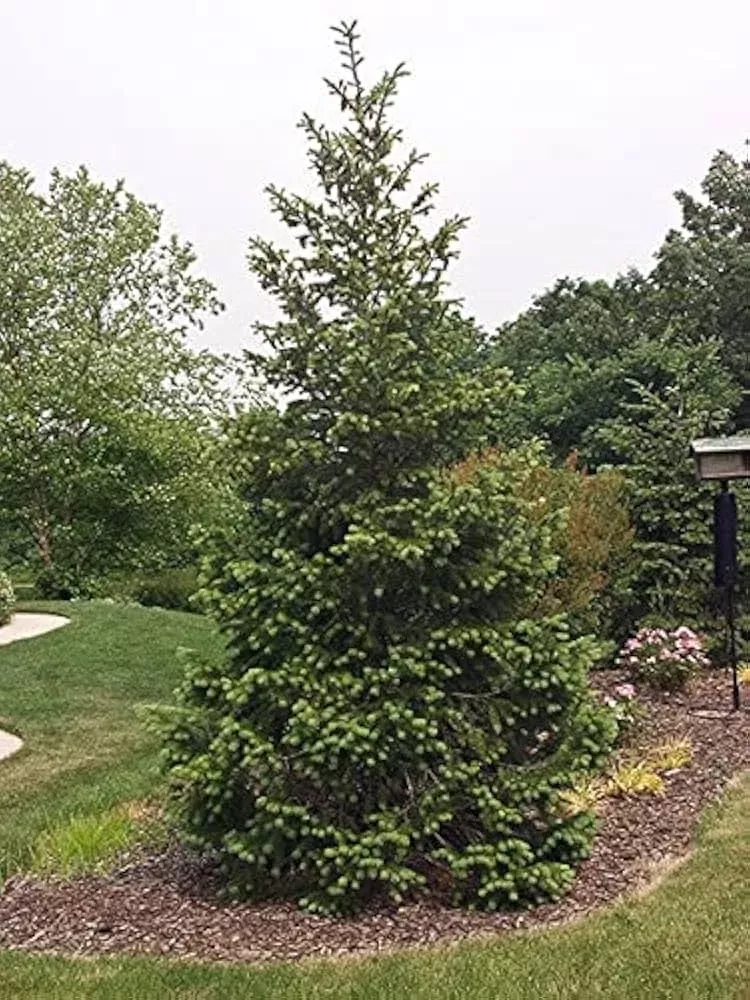 1-live-bare-root-plant-norway-spruce-tree-picea-abies-12-18-hardy-evergreen-priv 1 Live Bare Root Plant Norway Spruce Tree, Picea abies, 12"-18", Hardy Evergreen for Privacy & Landscaping