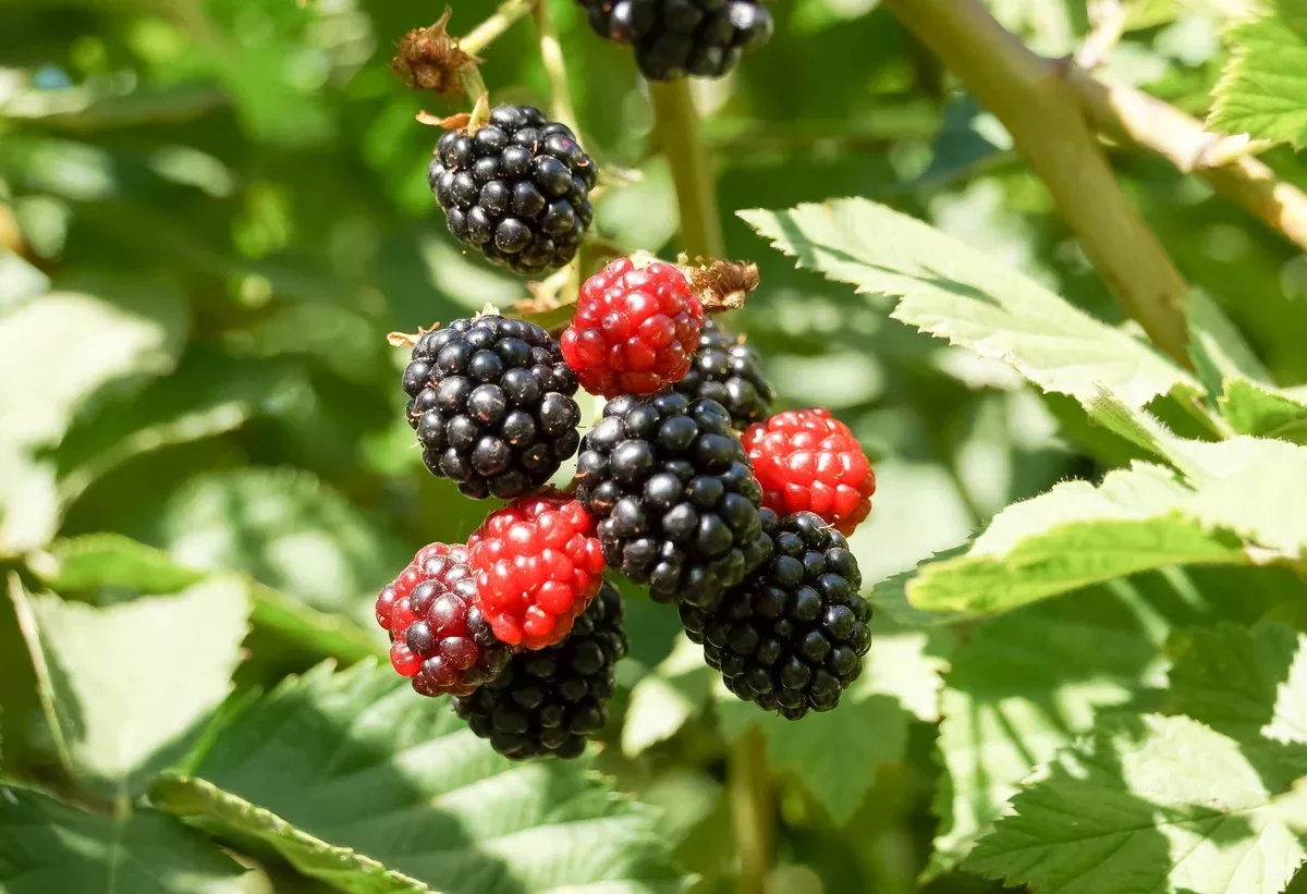 1-live-bare-root-starter-plant-apache-thornless-blackberry-plant-rubus-high-yiel 1 Live Bare Root Starter Plant Apache Thornless Blackberry Plant, Rubus, High-Yield Fruit Producer