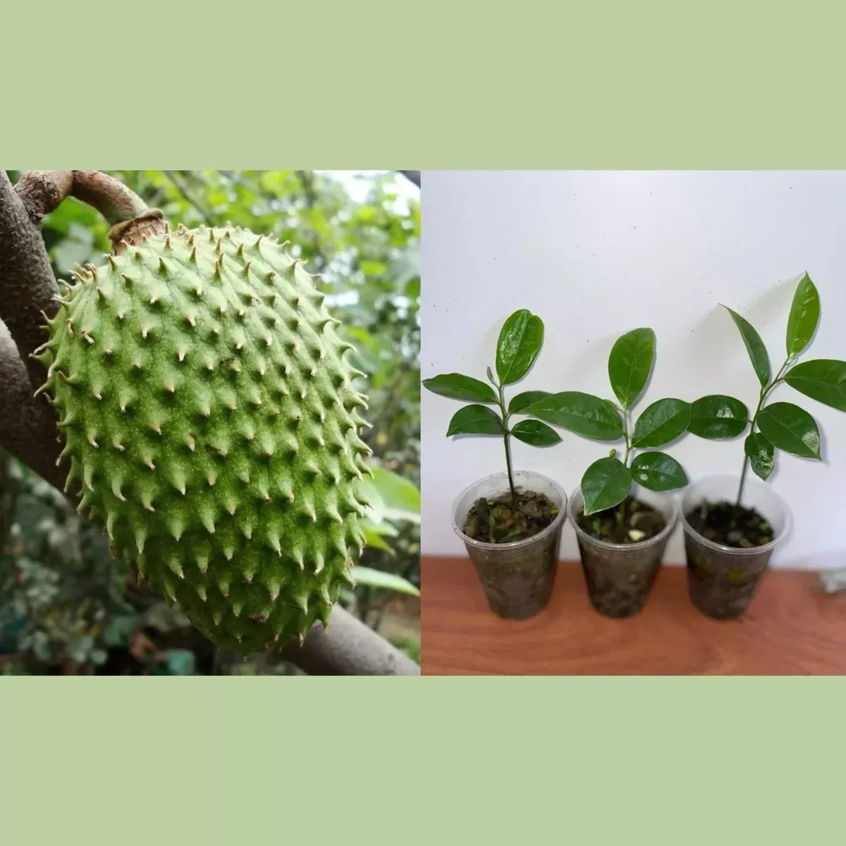 1-live-soursop-plant-5-7-tall-annona-muricata-tropical-fruit-guanabana-indoor-ou 1 Live Soursop Plant 5-7” Tall - Annona Muricata - Tropical Fruit - Guanabana - Indoor/Outdoor Gardening