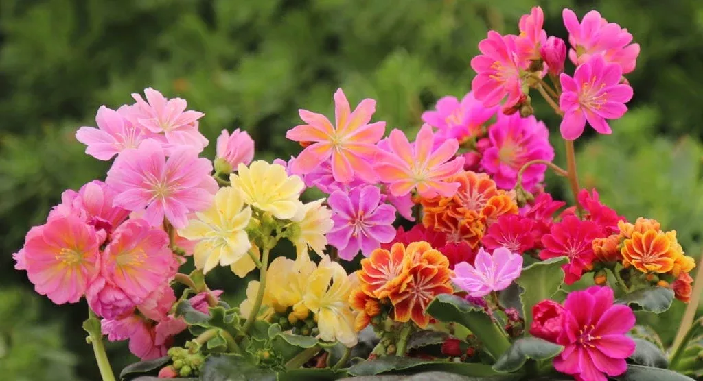 1-live-starter-plant-lewisia-rainbow-mix-hardy-succulent-colorful-blooms 1 Live Starter Plant Lewisia ‘Rainbow Mix’, Hardy Succulent, Colorful Blooms