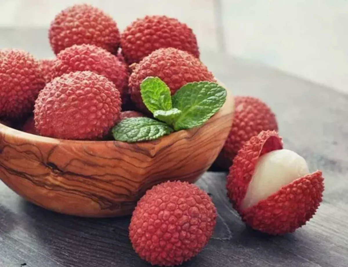 1-lychee-litchi-chinensis-tropical-live-fruit-tree-12-24-rooted-cutting-sweet-fr 1 Lychee (Litchi chinensis) Tropical Live Fruit Tree – 12”-24” Rooted Cutting, Sweet Fragrant Fruit, Rare Exotic Starter Plant