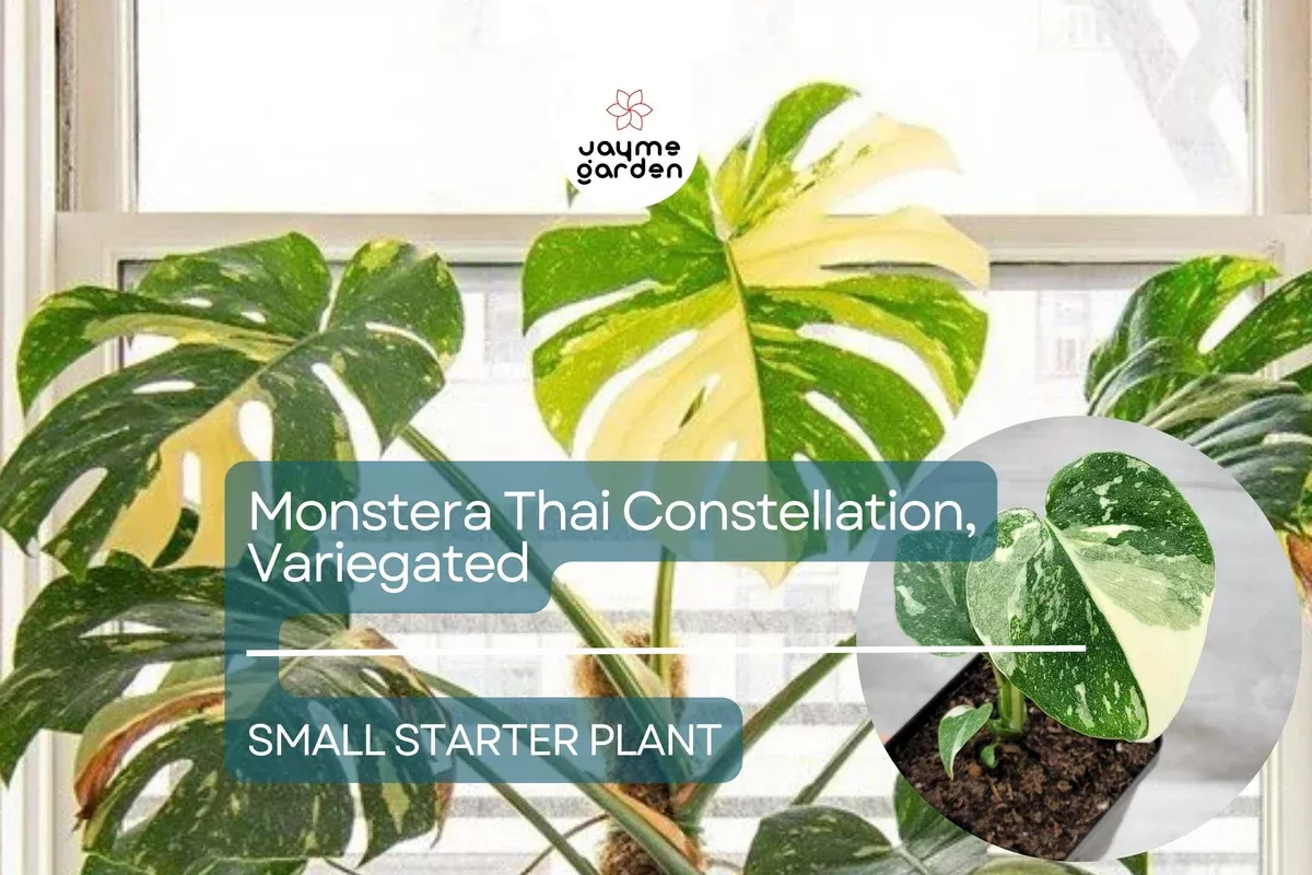 1-monstera-thai-constellation-starter-plant-variegated-monstera-in-3-pot-unique- 1 Monstera Thai Constellation Starter Plant - Variegated Monstera in 3" Pot - Unique Foliage for Indoor Decor & Tropical Plant Lovers