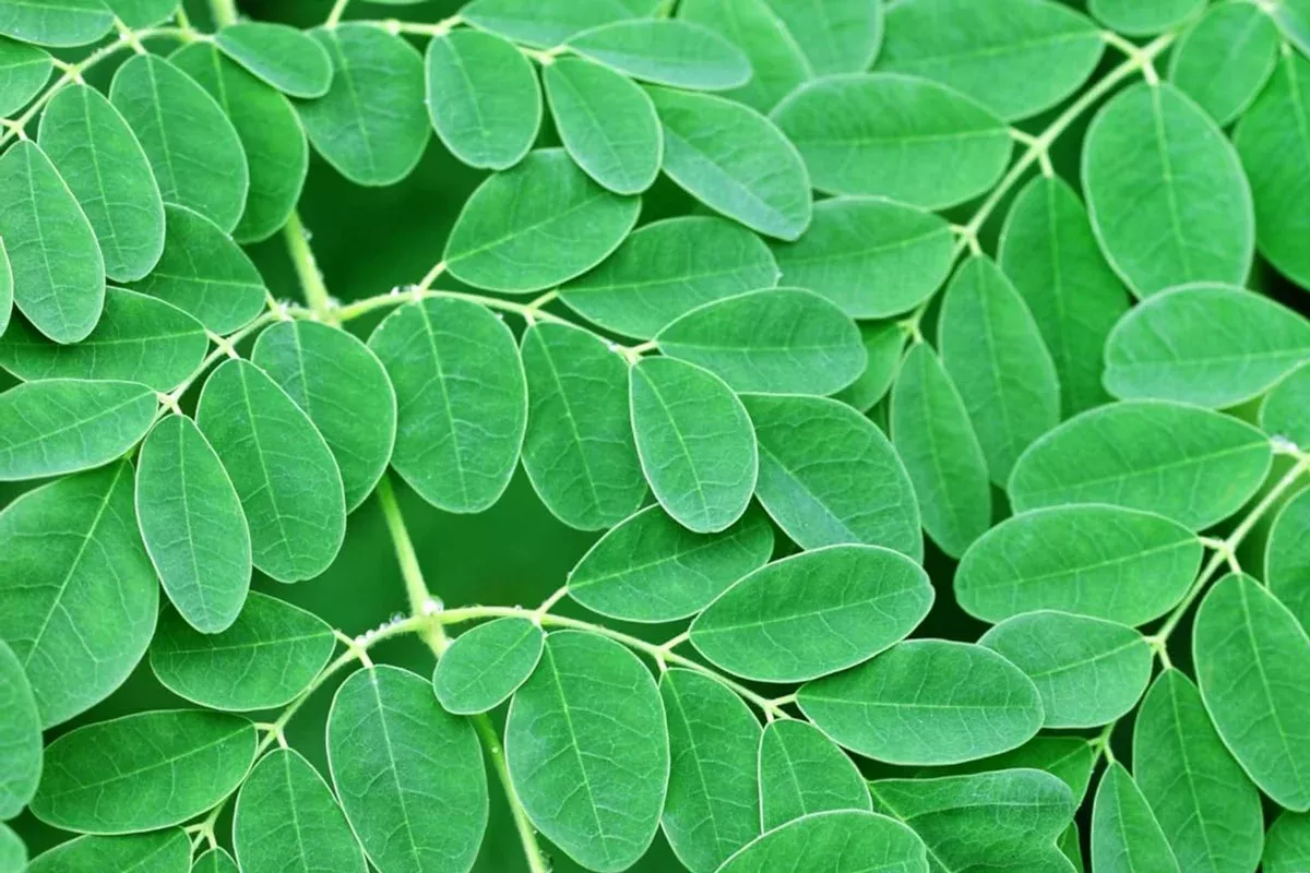 1-moringa-rooted-live-plant-8-tree-life 1 Moringa Rooted Live Plant 8"+ | Tree of Life