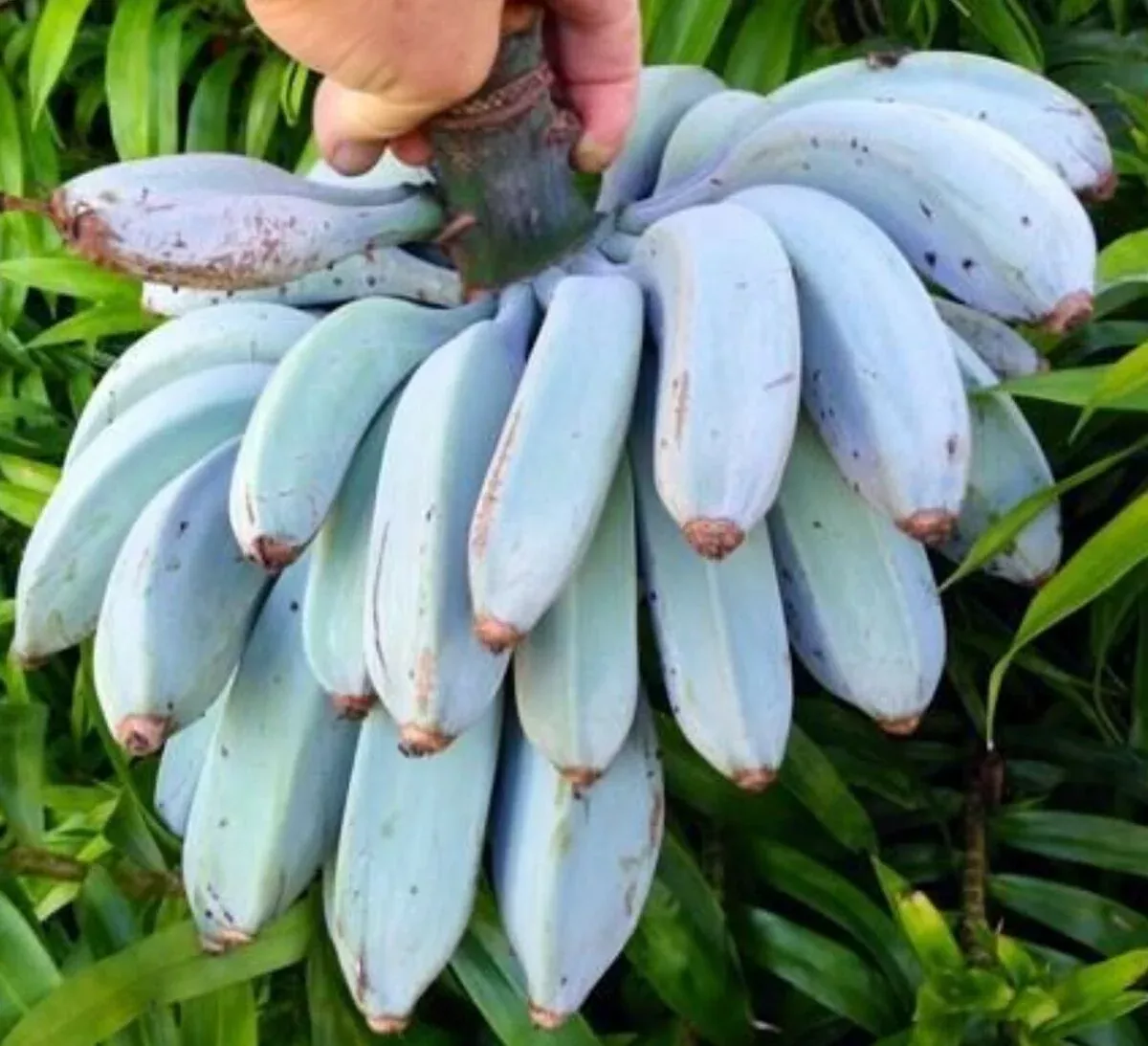 1-musa-ice-cream-blue-java-banana-tree-small-live-rooted-starter-plant-tropical- 1 Musa Ice Cream (Blue Java) Banana Tree - Small Live Rooted Starter Plant, Tropical Blue Bananas, Unique Fruit, Home Garden or Containers