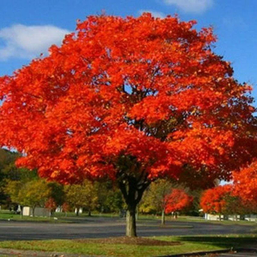 1-northern-red-oak-tree-quercus-rubra-live-bare-root-plant-2-3-feet 1 Northern Red Oak Tree (Quercus rubra) - Live Bare Root Plant 2-3 Feet