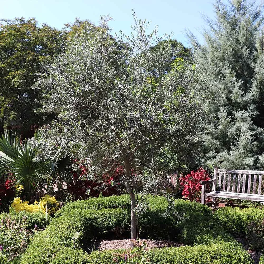 1-olive-tree-arbequina-starter-plant-5-6-long-olea-europaea-drought-tolerant-eas 1 Olive Tree "Arbequina" Starter Plant 5-6" Long| Olea europaea | Drought Tolerant, Easy to Grow | Perfect for Garden & Container