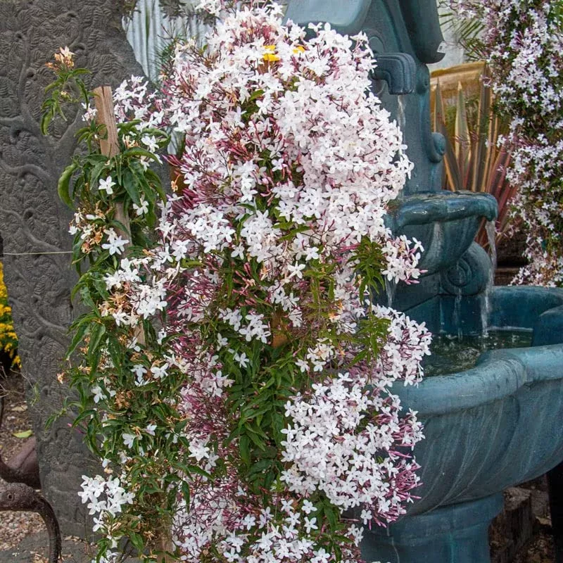 1-pink-jasmine-jasminum-polyanthum-extremely-fragrant-rooted-starter-plant-bare- 1 Pink Jasmine Jasminum Polyanthum Extremely Fragrant Rooted Starter Plant Bare Root, Sweet Scented Flowering Vine for Sale